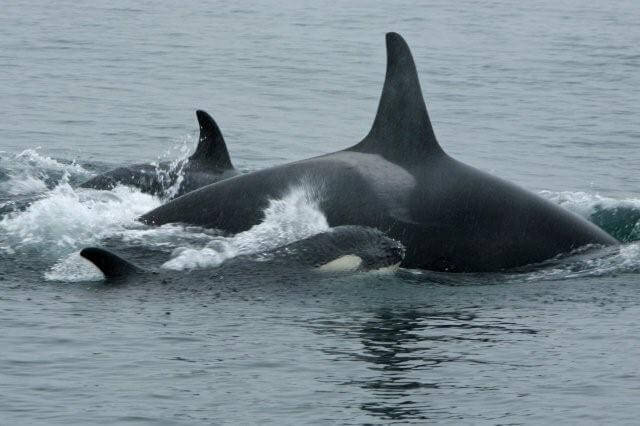 3 orcas swimming.