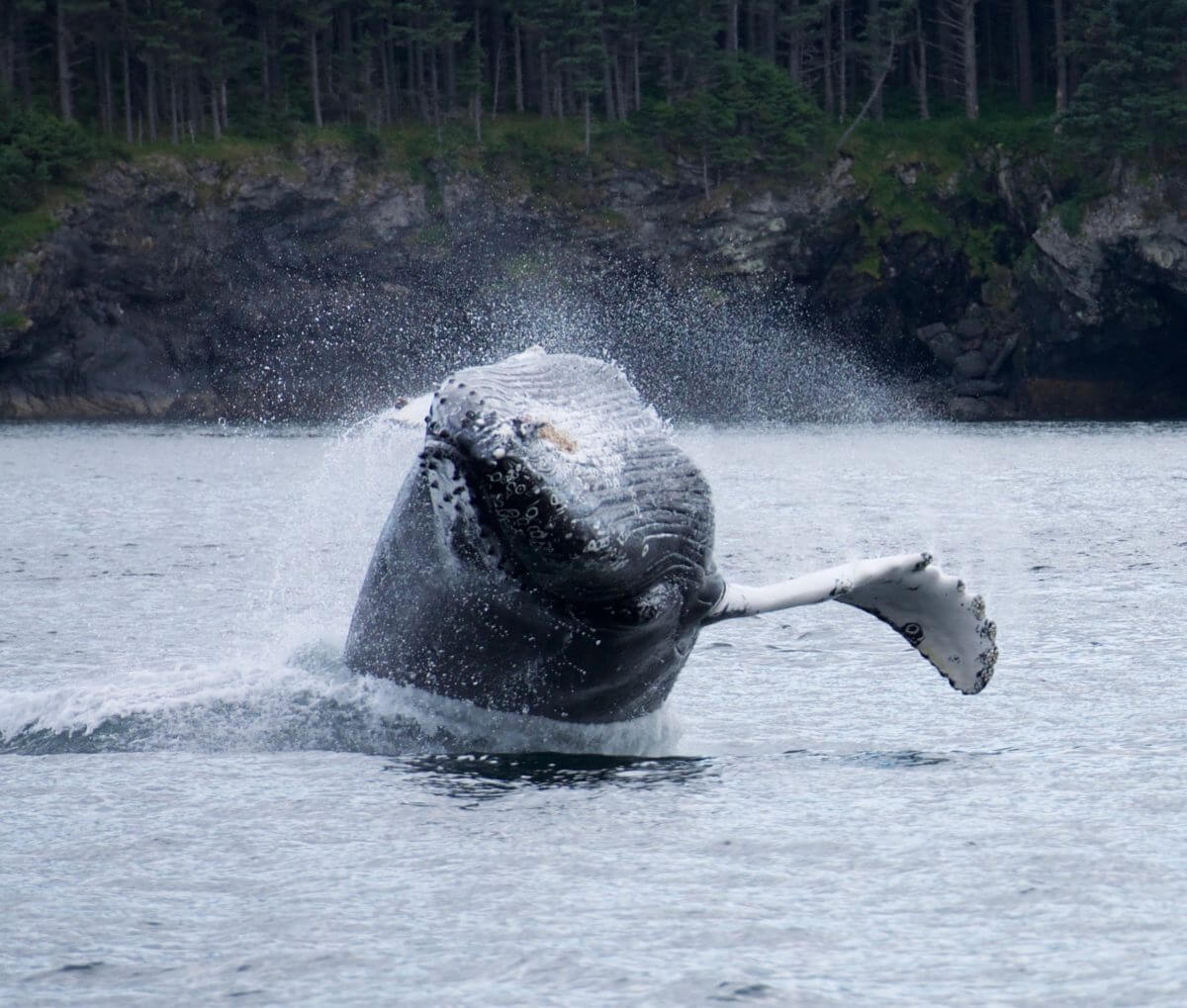 A place where the whales come to you! A humpback breaches.