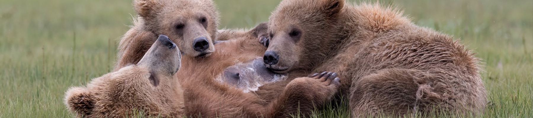 Bear cubs nursing.