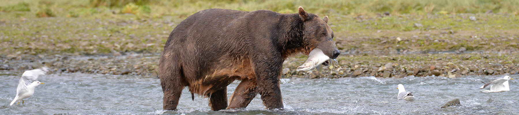 Brown bear fishing for salmon.