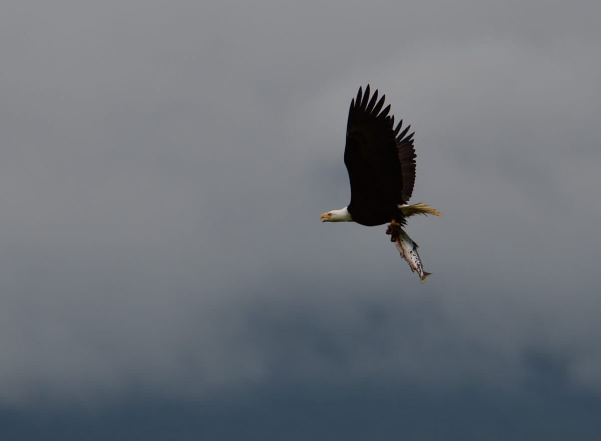 Bald eagles fish all seasons. Photo by June G. Craybas
