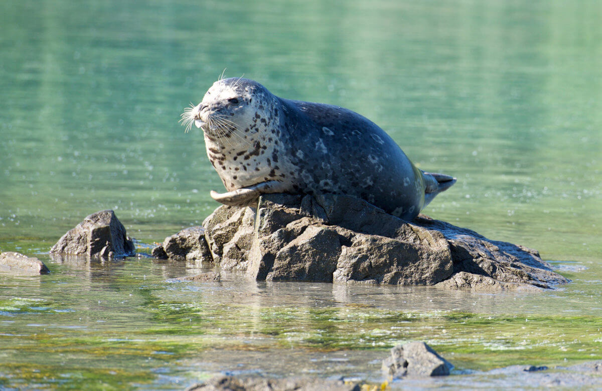 Harbor Seal basking in the sun.