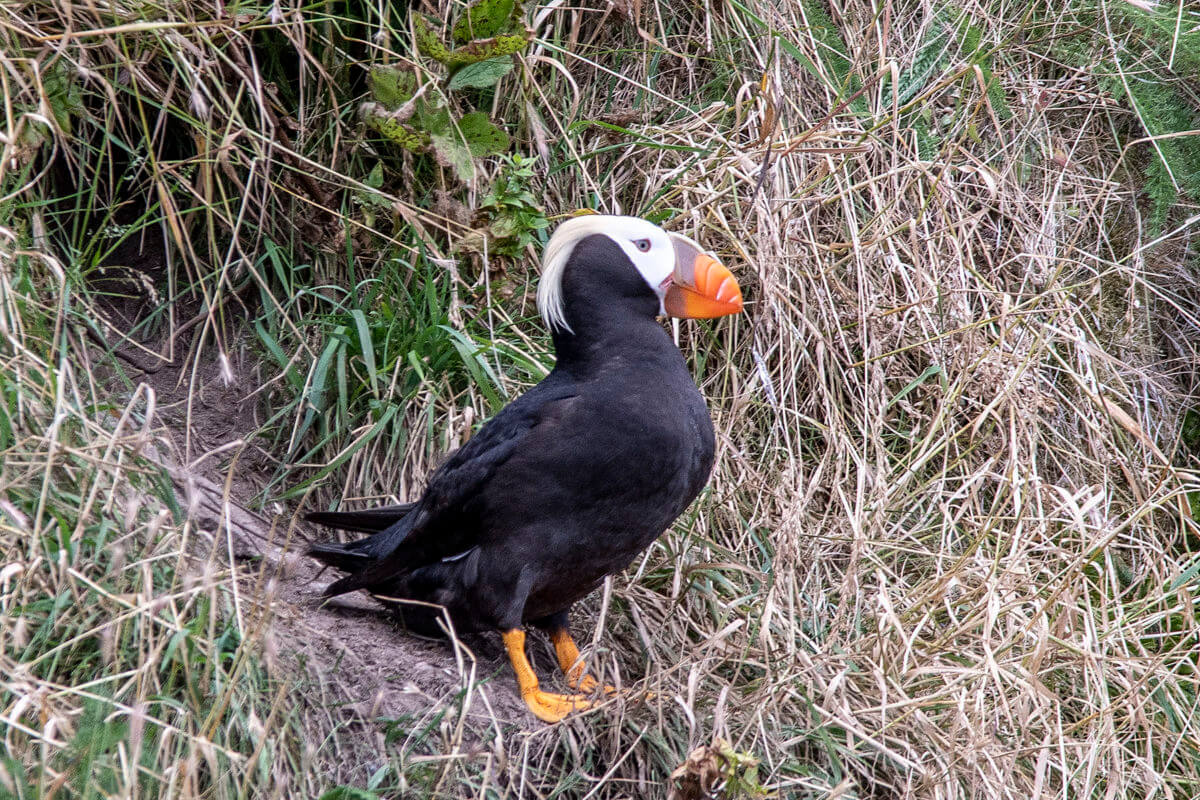 Tufted puffin guarding its nest.
