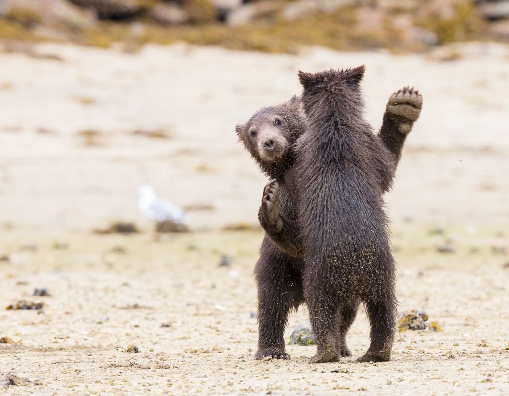 Shall we dance? Spring brown bear cubs.