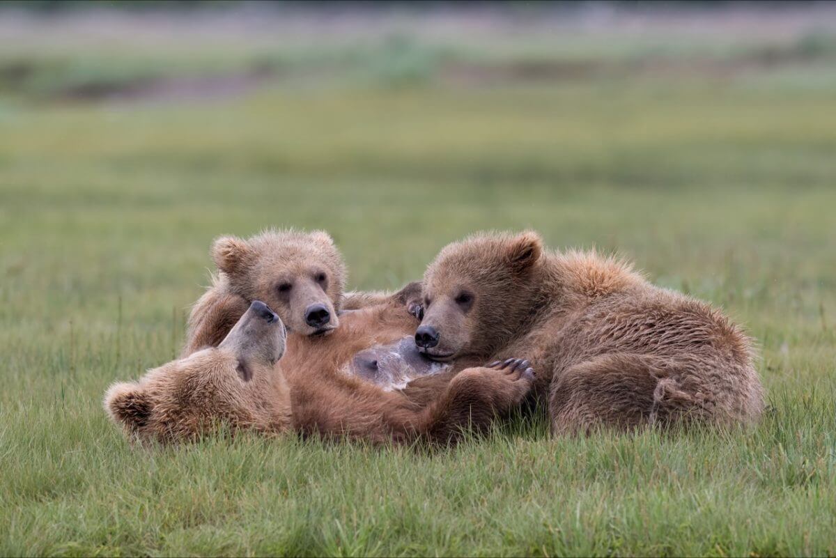 Sow with Cubs. Photo by June G. Craybas