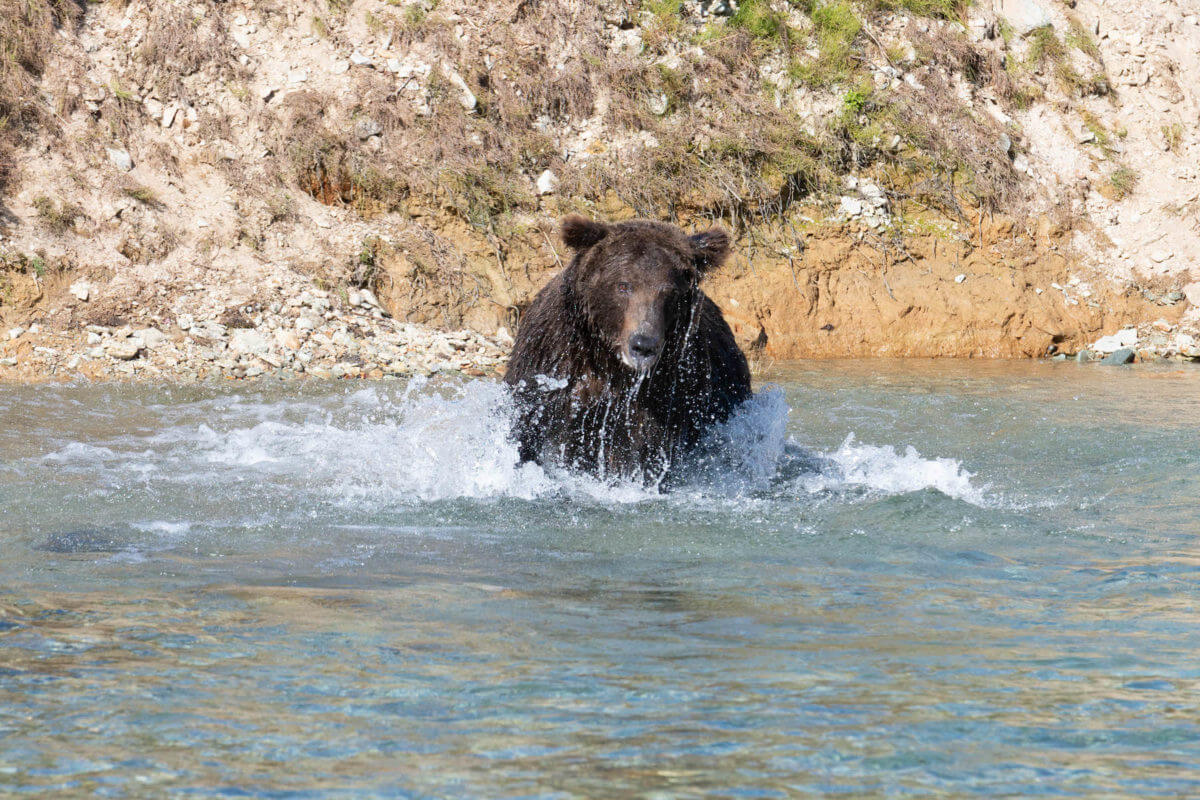 Brown bear chasing salmon.