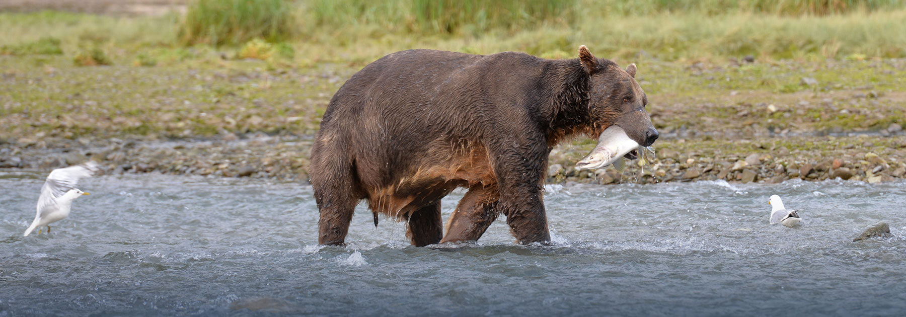 Brown Bear with Salmon in his mouth.