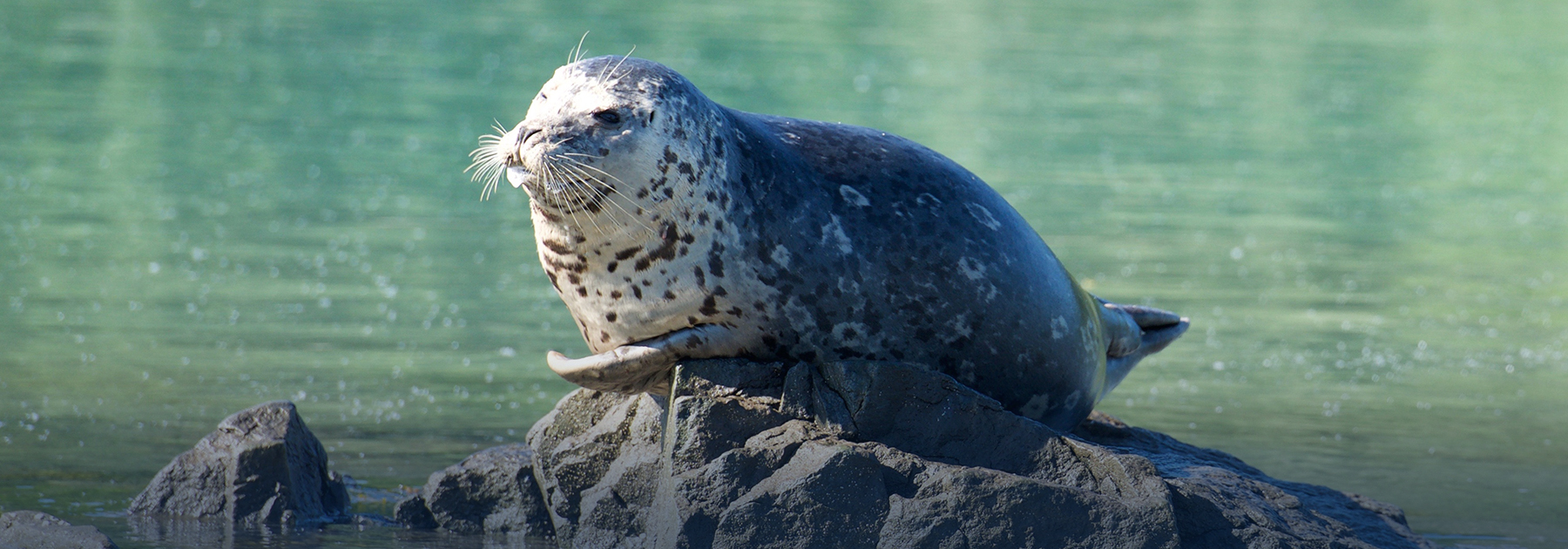 Harbor seal hauled out on rock.